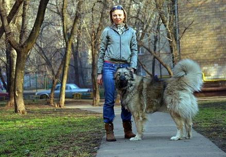 Заработай на выгуле собак